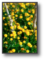 DSCF0013.JPG