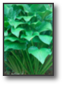 hosta.jpg