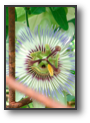 passionflower.jpg